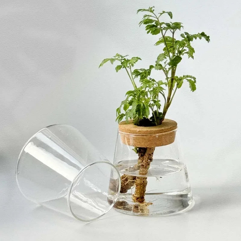 2/1 Pcs Hydroponic Plants Glass Flower Pots